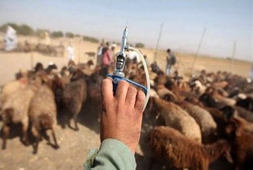 واکسیناسیون بیش از یک میلیون راس دام علیه بیماری طاعون نشخوارکنندگان کوچک در ایلام