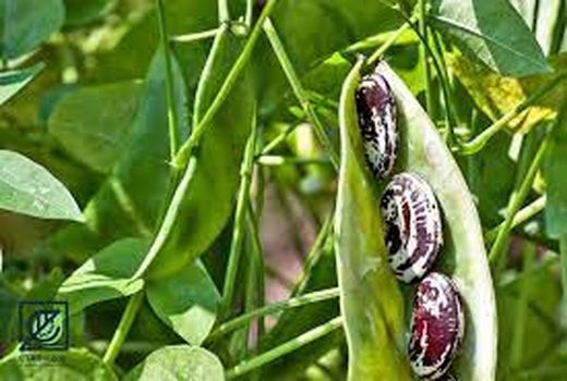 ترویج کشت گیاهان کم آب بر در حمیدیه