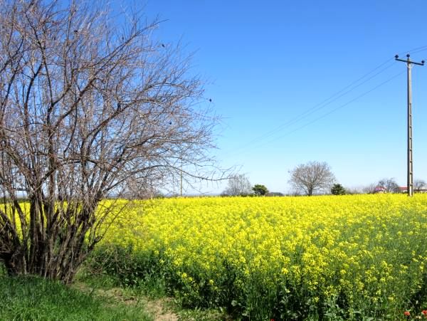 2800 هکتار مزارع کلزای میاندورود مبارزه شیمیایی شد
