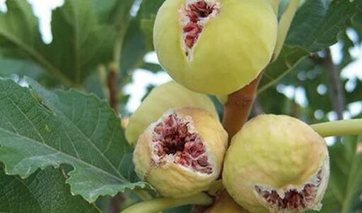 انجیر دیم قهرمان مقابله با بحران آب/ از هر هکتار یک تا 8 تن طلای شیرین برداشت می‌شود