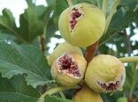 انجیر دیم قهرمان مقابله با بحران آب/ از هر هکتار یک تا 8 تن طلای شیرین برداشت می‌شود