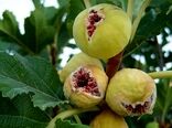 انجیر دیم قهرمان مقابله با بحران آب/ از هر هکتار یک تا 8 تن طلای شیرین برداشت می‌شود