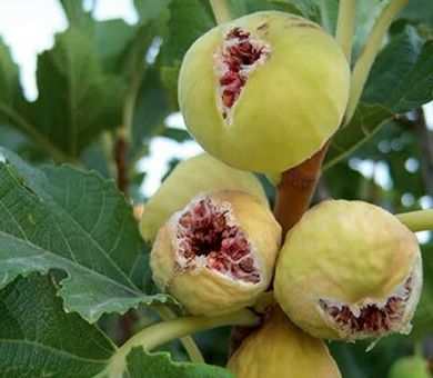 انجیر دیم قهرمان مقابله با بحران آب/ از هر هکتار یک تا 8 تن طلای شیرین برداشت می‌شود