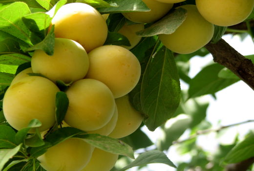 آغاز برداشت آلو از باغات شهرستان البرز