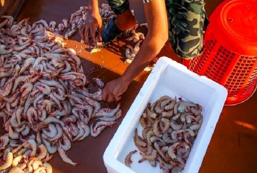 آغاز فصل برداشت میگو از آب های استان بوشهر 