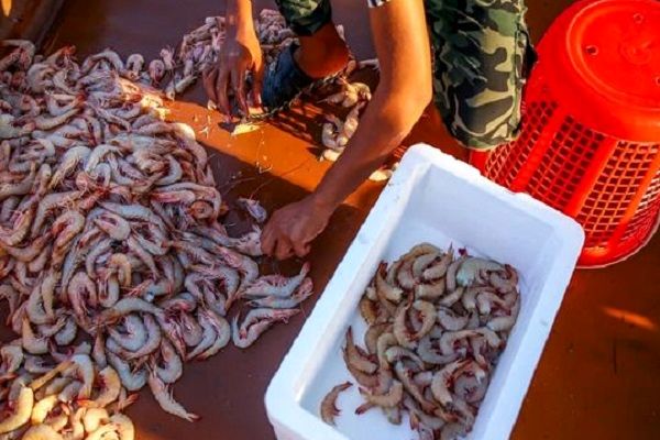 آغاز فصل برداشت میگو از آب های استان بوشهر 