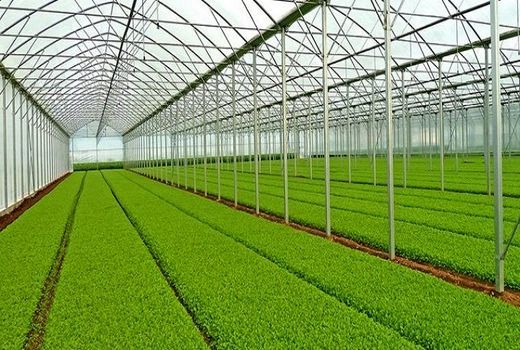 توسعه کشت های گلخانه ای، نیازمند مساعدت و نگاه ویژه است