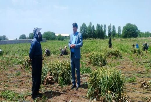 پیش بینی برداشت بیش از 7 هزار و 500 تُن سیر از مزارع عجب‌شیر؛ قلعه‌چای در صدر تولید با عملکرد ۵۰ تُن در هکتار
