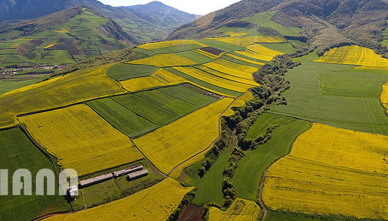 مزارع کلزا در ایران1