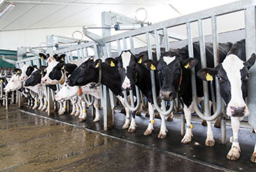 پلاک‎کوبی 20 هزار رأس دام سنگین در چهارمحال و بختیاری