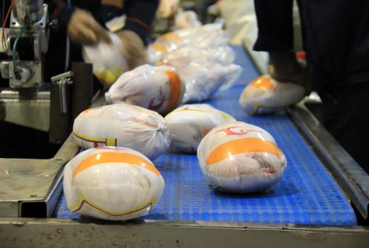 توسعه کشتارگاه های طیور چهارمحال و بختیاری