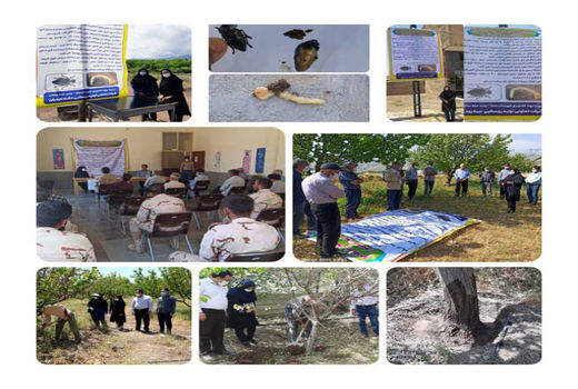 آفت کاپنودیس عامل مهم خشک شدن درختان میوه هسته دار