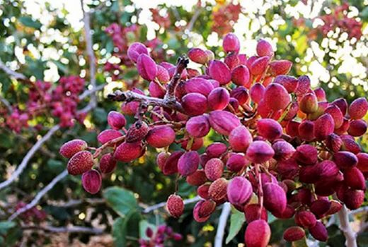 تامین و توزیع ۹۳۳ تن انواع کودهای یارانه‌ای برای باغات پسته در سطح استان قزوین