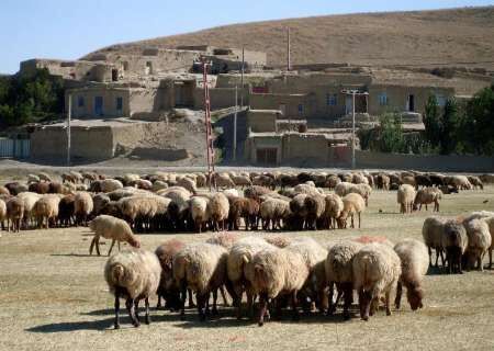 سالانه ۱۰۰ راس بره نر اصلاح شده در شیروان توزیع می‌شود