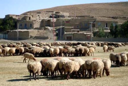 سالانه ۱۰۰ راس بره نر اصلاح شده در شیروان توزیع می‌شود