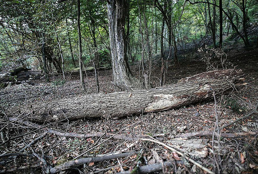 سودجویان تیشه به ریشه طبیعت زدند