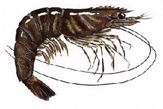 ممنوعیت صید میگوی ببری در صیدگاه‌های استان خوزستان ابتدای مهر ماه