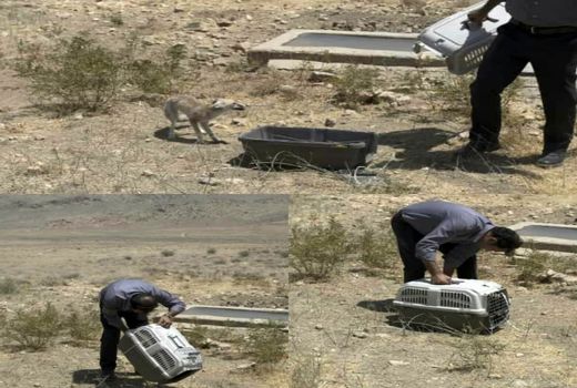 رهاسازی یک قلاده روباه در پارک ملی بمو در فارس