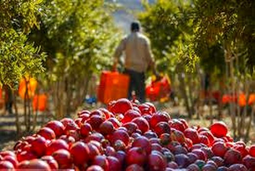 تولید سالانه 17 هزار تن انار در استان تهران