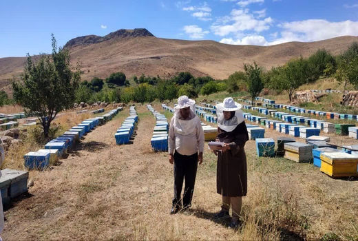 سرشماری زنبورستان‌های آذربایجان‌غربی از ۵ مهر آغاز می شود 