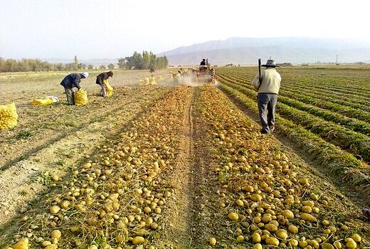 برداشت بیش از ۴۱ هزار تن سیب زمینی از مزارع آذربایجان غربی