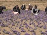افزایش ۳۰ درصدی سطح زیر کشت زعفران در بادرود اصفهان