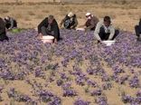 افزایش ۳۰ درصدی سطح زیر کشت زعفران در بادرود اصفهان