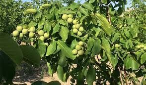 اجرای سایت الگویی گردو در بخش سیوان شهرستان ایلام 