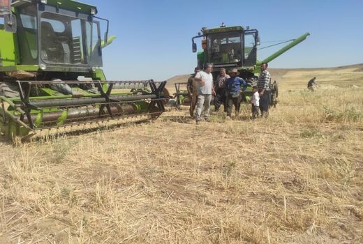 آغاز برداشت گندم از دیمزارهای شهرستان میاندوآب 