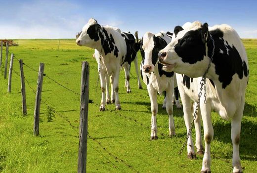 اثر بخشی تکنولوژی و فن آوری های نوین در صنایع دام و طیور