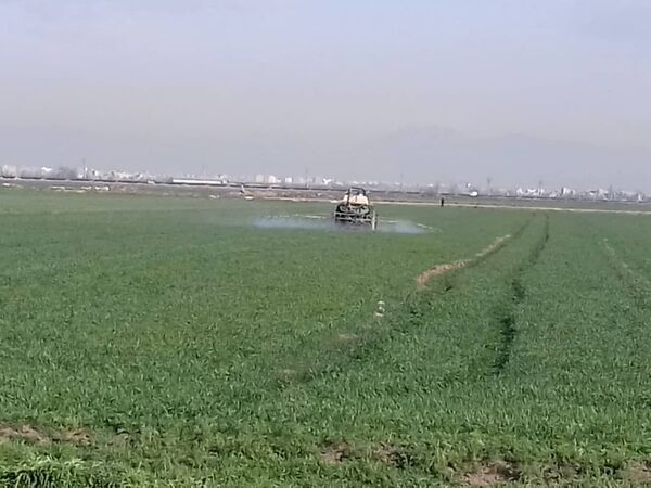 مبارزه با علف های هرز در سطح ۴۰ هزار هکتار از مزارع گندم آبی استان قزوین