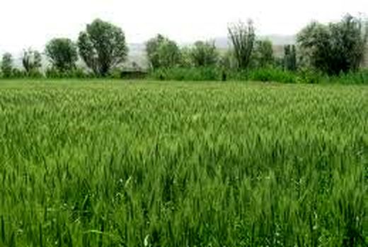 آغاز فعالیت کانون یادگیری ترویجی شهرستان تهران