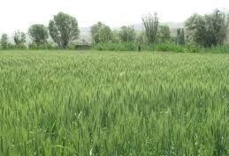 کشت گندم پرورشی و بذر مادری در شهرستان آباده