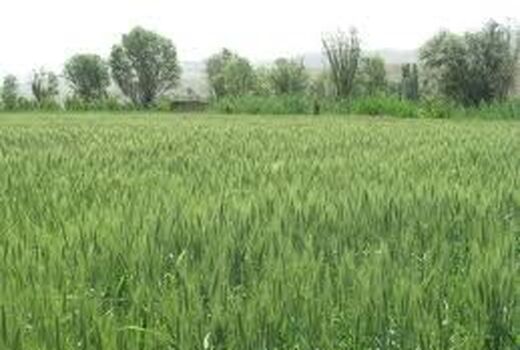کشت گندم پرورشی و بذر مادری در شهرستان آباده