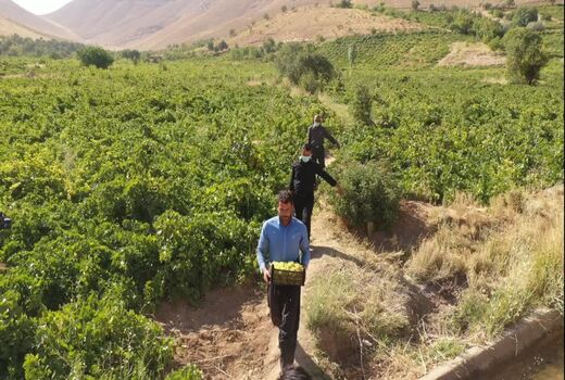 جایگزینی ارقام جدید انگور در تاکستان‌های چهارمحال و بختیاری آغاز شد
