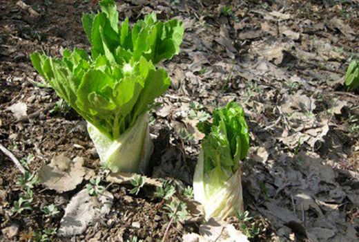 حفاظت از  گونه نادر کلوس در چهارمحال و بختیاری