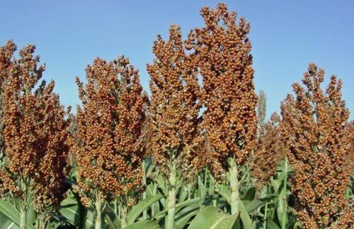 کاشت سورگوم دانه ای برای اولین بار در فارس