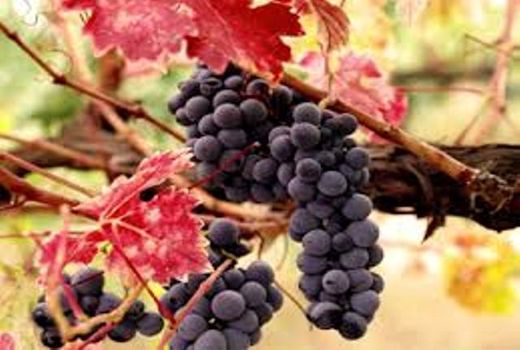 کردستان صدرنشین تولید انگور دیم