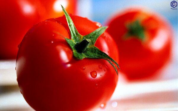 پیش‌بینی برداشت ۱۷ هزار تن گوجه‌فرنگی گلخانه‌ای در استان بوشهر 