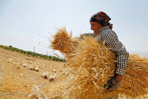 بیش از سه میلیون تُن گندم از کشاورزان سراسر کشور خریداری شد