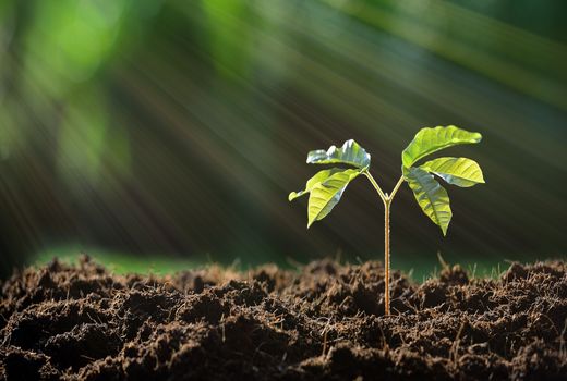  استفاده از میکروب‌های مهندسی‌ شده در کشاورزی