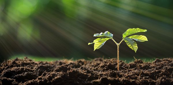  استفاده از میکروب‌های مهندسی‌ شده در کشاورزی