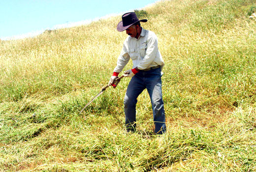 ضرورت برداشت علوفه های یک ساله مراتع برای جلوگیری از آتش سوزی