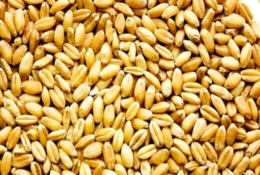 تدارک کشت 390 هزار هکتار گندم در کرمانشاه