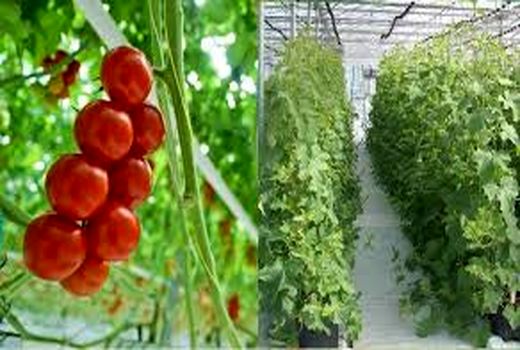 رئیس سازمان جهاد کشاورزی استان کرمان از گلخانه قرنطینه­ ای شهرستان ارزوئیه بازدید کرد