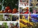 مسیر هموار توسعه صنایع غذایی در همدان