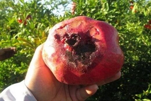 خطر طغیان مگس میوه مدیترانه ای در ارسنجان