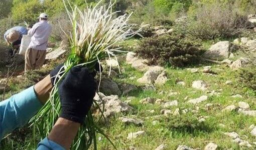 تغییر الگوی برداشت گیاهان مرتعی از مصرف معیشتی به برداشت تجاری/ فشار بر اکوسیستم‌های طبیعی