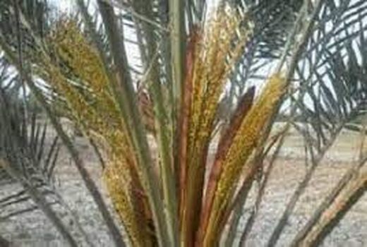 برگزاری دوره آموزشی یک روزه مبارزه با بیماری های مهم نخیلات  در آبادان