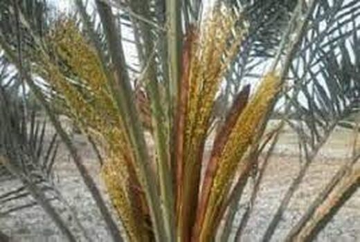 برگزاری دوره آموزشی یک روزه مبارزه با بیماری های مهم نخیلات  در آبادان